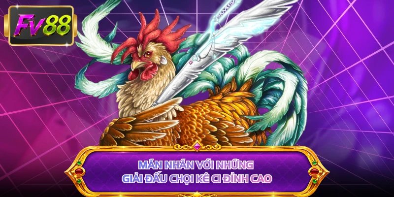 Mãn nhãn với những giải đấu chọi kê C1 đỉnh cao